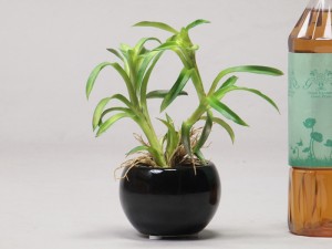 観葉植物【造花】フェイク グリーン〔2853〕H19cm〔陶器鉢ブラック〕【gk2853】