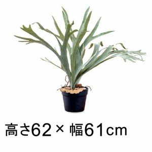 造花 観葉植物 フェイク グリーン #80-977 コウモリラン  高さ 62cm 室内 インテリア おしゃれ【po80-977】