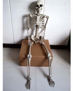 等身大骸骨 170cm ディスプレイ 全身骨格模型 人体模型 インテリア オブジェ ドクロ スカル 死神 マネキン 機能性 動く関節