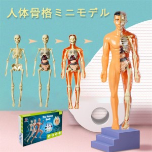 おもちゃ 人体 模型の通販｜au PAY マーケット｜4ページ目