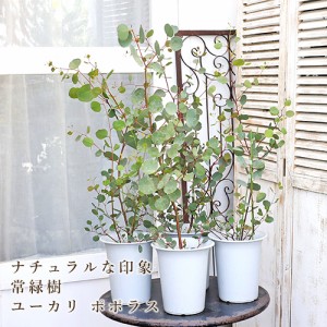 常緑木 ユーカリ ポポラス (ポリアンセモス) 6号 高さ80cm シンボルツリー 丸葉 ハート型 庭木 植木 庭 玄関