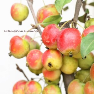 果樹 苗木 姫りんご クラブアップル ゴージャス 8号 H130cm ミニリンゴ 育てやすい １本でも実がなる