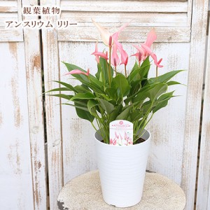 観葉植物 アンスリウム リリー 4.5号 多年草 花 ピンク 春〜秋 新品種 育てやすい 半日陰 室内