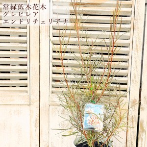 現品販売 常緑苗木 グレビレア エンドリチェリアナ 5号(18cm) H100cm 植木 常緑低木 シンボルツリー