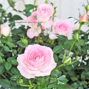 花苗 ミニバラ オプティマ チュチュ 3.5号ポット ピンク 花壇 寄せ植え 鉢植え 庭植え 庭 玄関 プレゼント