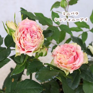 花苗 ミニバラ シンフォニーアイ 3号ポット 四季咲き ピンク ホワイト 花壇 寄せ植え