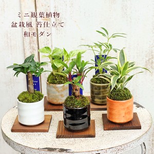 観葉植物 和風モダン 盆栽風苔仕立て 陶器鉢ミニ 育てやすい 正月 室内 インテリアグリーン