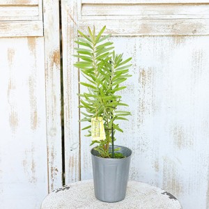 常緑苗木 リュウカデンドロン ポンデンス 3号(9cm) 庭木 鉢植え 切り花 ドライフラワー 銀葉樹