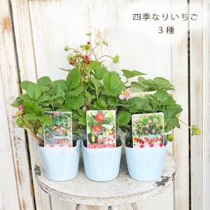 果実苗 四季なり イチゴ ガサーナ／トスカーナ／ルビーアン 3号ポット 家庭栽培 甘い 多年草 庭植え 鉢植え