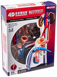 人体解剖模型 立体パズル 4D HUMAN Anatomy 雄性生殖器解剖モデル #26063【並行輸入品】