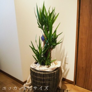 お中元 観葉植物 ユッカ 8号サイズ 8寸 鉢植え 送料無料 薫る花 観葉植物 おしゃれ インテリアグリーン 大型 中型　カゴ付き 御中元