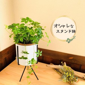 観葉植物　おしゃれ　シュガーバイン　スタンド鉢　　