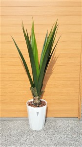 【人工観葉植物】【アロエ】【130ｃｍ】【触媒加工】【屋外使用可】