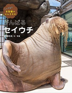 [新品]がんばるセイウチ