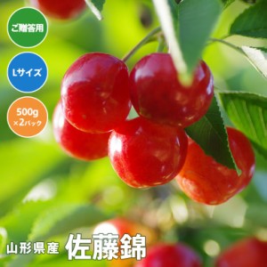 【送料無料】さくらんぼ佐藤錦 Ｌサイズ　500ｇパック詰め×２【6月10日─30日頃に出荷予定】