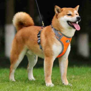 犬 ハーネス 犬用胴輪 調節可能 夜間反射 小型犬/中型犬/大型犬 通気性 メッシュ 歩行補助 散歩 しつけ用 軽量 おしゃれ 引っ張り防止 ド