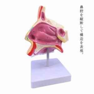 人体模型 鼻腔解剖模型 鼻腔モデル 口腔モデル 正中断面模型 人体 模型 PVC（塩化ビニル樹脂）製