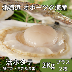 活ホタテ 2Kg 生きたまま 北海道 オホーツク海産 ホタテ 帆立 殻付き 禁輸に負けない 食べて応援 剥きヘラ付 冷蔵便 海鮮 ホタテ殻付き 