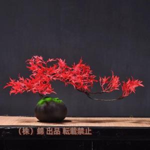 カシマ紅葉盆栽！ カシマ紅葉盆栽！ （（山野草）盆栽 品種系モミジ 鹿島（カシマ