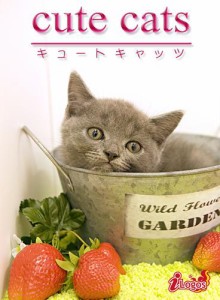 cute cats12 ブリティッシュショートヘア