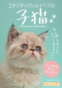 エキゾチックショートヘアの子猫