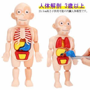 胸部解剖模型／人体解剖模型 〔17分解〕 等身大 J-125-0〔代引不可〕-