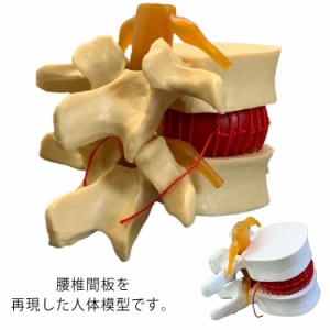  腰椎間板 模型 接骨院 人体模型 骨格模型 骸骨 骨盤 腰椎 骨格標本 骨模型 骸骨模型 人骨模型 間接模型 腰椎模型 モデル 人体 ガイコツ 