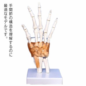  骸骨模型 手の構造 手根骨 手構造模型 靭帯付 指骨 人体 前腕骨 骨格模型 中手骨 手根骨 橈骨 尺骨 模型 間接模型 骨格標本 骨模型 手関
