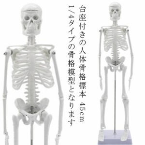  人体模型 教材 人体骨格模型 稼動 スタンド 模型 45cm 直立 45cm ホワイト モデル 骨 骨格 骸骨 1/4 フィギュア 全身骨格模型 人体模型