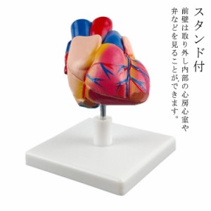  心臓バイパス付 4D 研究 教材 右心房 左心房 右心室 左心室 人体模型 2分解モデル モデル 目 心臓 模型 解剖 実物大 模型 診察 実習生 
