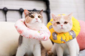 エリザベスカラー 猫用 ネコ 犬用 キャット ペット用品 しつけ用品 保護具 紐付き 紐ストッパー付き やわらか イチゴ キツネ スター 星条