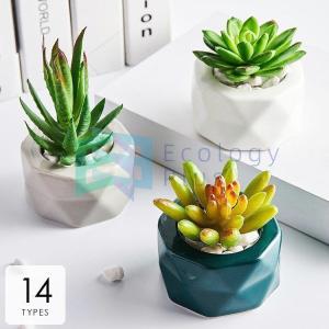 開店 祝い サボテンの通販 Au Pay マーケット