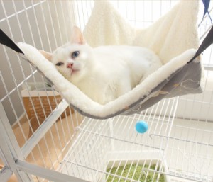 簡単に取り付けできる ハンモック 猫用 ゲージ用 ペットベッド  猫ハウス キャットハンモック 吊りベッド 玩具 ゆらゆら ブランコ 寝床 