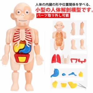 人体模型 おもちゃ 復元パズル 人体解剖学モデル 内臓 パーツ取り外し可能 解剖学 理科 教材 直立 スタンド 知育玩具 誕生日 クリスマス 