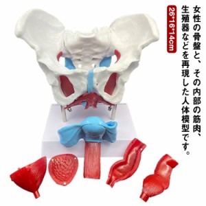 女性の骨盤 人体模型 骨盤模型 骨盤 模型 女性 子宮膣 卵巣 膀胱 直腸 模型 間接模型 骨格模型 骨格標本 骨模型 骸骨模型 人骨模型 骨格 