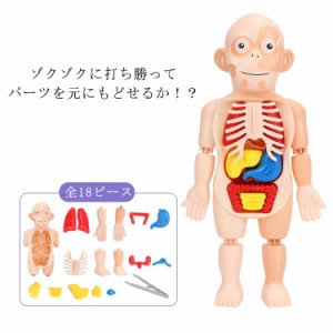 知育玩具 6才以上 人体模型 スマートラボトイズ 人体模型 23.5cm 18ピース 組み立て 骨 筋肉 臓器 科学 実験 模型 スマートラボ