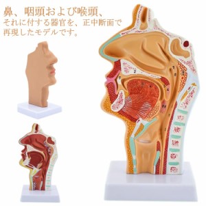 口模型 咽頭 喉頭部 咽頭モデル 口 正中断面模型 喉頭部模型 人体模型 鼻 鼻模型 鼻モデル 喉頭部模型 標本 人体モデル 学習 解剖模型 教