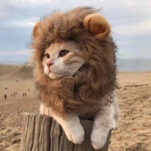 ペット用帽子 犬 猫用ウィッグ  ペット用 ウィッグ コスプレキャップ  ライオンに変身 帽子 おしゃれ  ハット 可愛い 調整可能  かぶりも