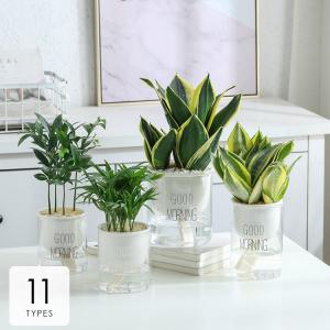 可愛い 植木鉢の通販 Au Pay マーケット 4ページ目 可愛い 植木鉢の通販 Au Pay マーケット 4ページ目
