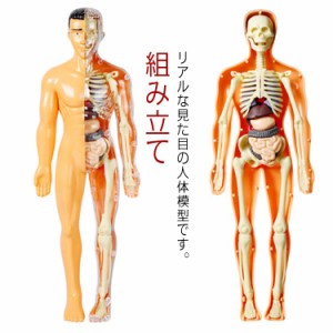  人体模型 骨格模型 解剖 胴体模型 玩具 おもちゃ モデル 知育玩具 人体パズル キッズ 組み立て 骨 臓器 説明書付き 学習キット キッズ 