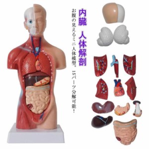 人体模型 内臓模型 15パーツ 28cm 内臓人体模型 人体解剖 模型 胴体解剖モデル 人体標本 人体モデル 全身模型 全身標本 人体 内臓 トルソ