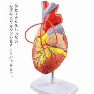  心臓模型 2分解モデル 模型 研究 左心房 右心房 モデル 左心室 人体模型 1.5倍拡大 4D 右心室 目 心臓 模型 解剖 教材 大 診察 実習生 