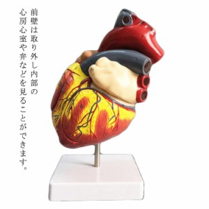  2分解モデル 右心室 心臓バイパス付 心臓バイパス付 大 2.5倍拡大 人体模型 右心房 左心房 模型 左心室 モデル 目 心臓 4D 解剖 教材 模