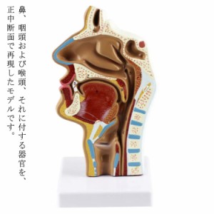 人体模型 鼻 口 咽頭 喉頭部 正中断面模型 人体 模型 鼻模型 口模型 咽頭模型 喉頭部模型 鼻モデル 口モデル 咽頭モデル 喉頭部モデル 人