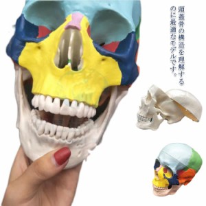 人体模型 頭蓋骨 実物大 色分け 頭蓋骨模型 頭蓋モデル スカル 下顎 ドクロ 髑髏 骸 骸骨 骨格標本 骨格模型 精密模型 精密モデル 前頭骨
