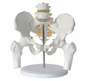 実物大の骨盤模型 レプリカ 骸骨 人体模型 骨格標本 骨格模型 / 医学