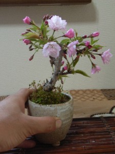 ミニ八重桜盆栽　育てる喜びを味わえる　ミニ桜盆栽（白小）　４月に開花