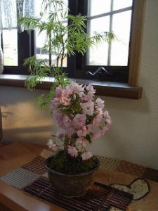 【もみじと桜の寄せ植え】　ギフト  　青しだれ...