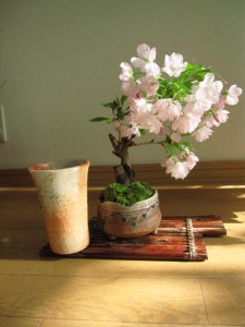 ミニ八重桜盆栽と炎彩信楽コップのセット　炎彩コップ1個付いてます　お花見乾杯セット（茶小凹）