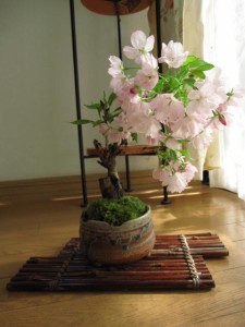ミニ八重桜盆栽　小さいからベランダでも育てる事ができる　楽しい　ミニ桜盆栽（茶小凹）